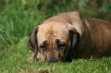 FILA BRASILEIRO 022